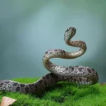 black snake dream meaning