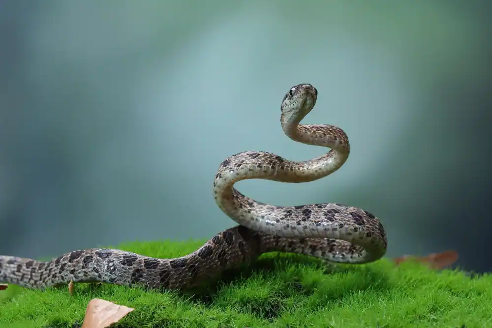 black snake dream meaning